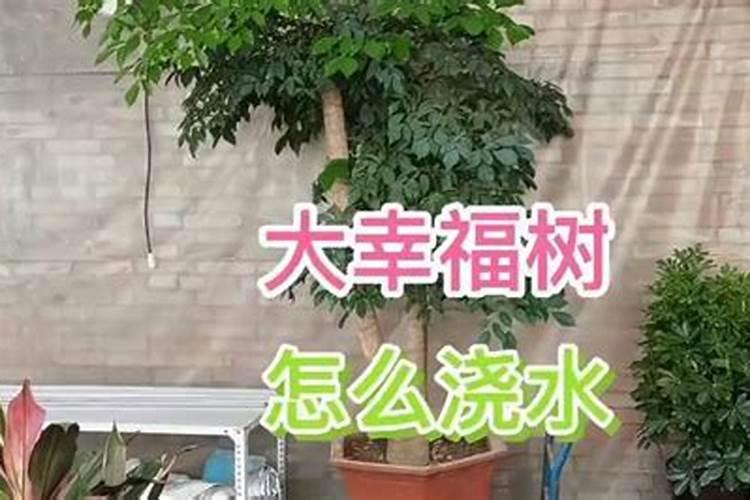 奥比岛化肥怎么用