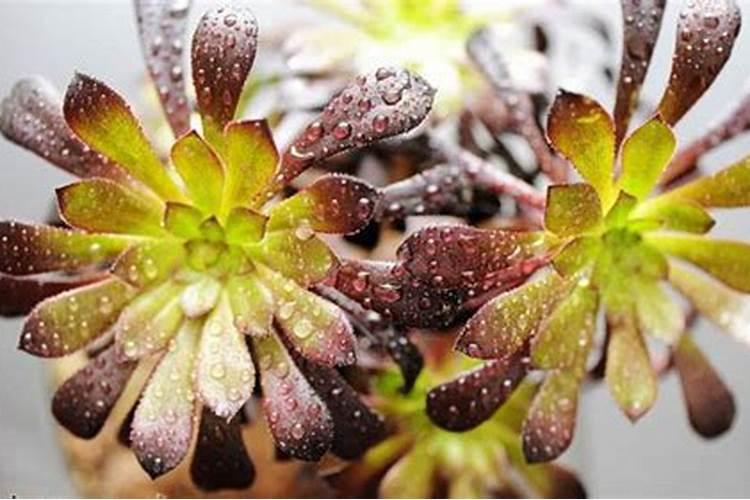 盆栽多肉植物施什么肥,该如何施肥