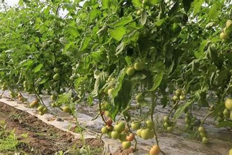 西红柿要怎样喷叶面肥效果更好呢？