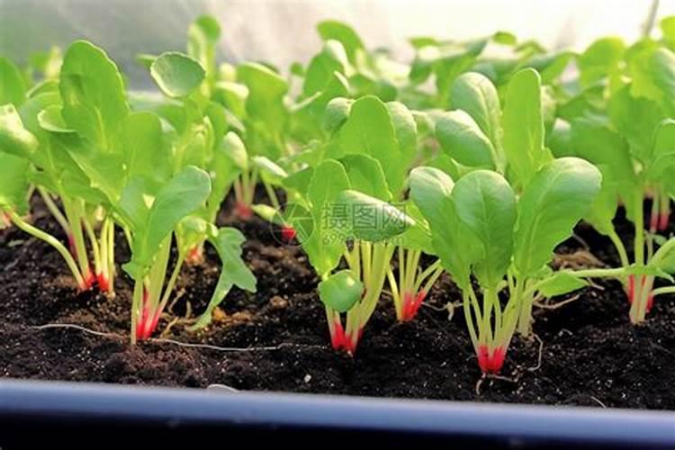 【种菜教授】家庭种菜:最全的追肥技巧和流程,果断收藏了!