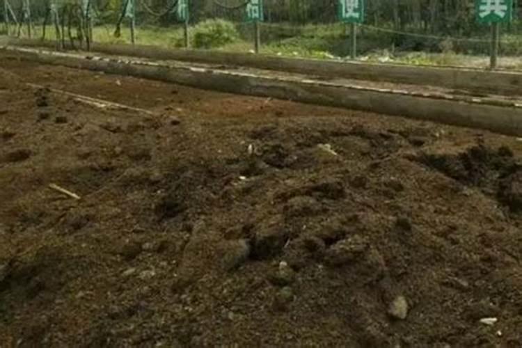 火灰可以种植盆栽吗