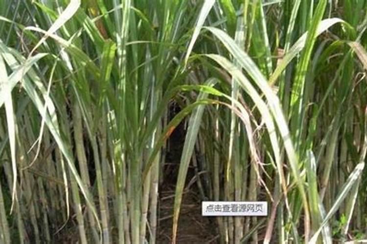 桃树缺铁是什么原因？春天桃树施什么肥？