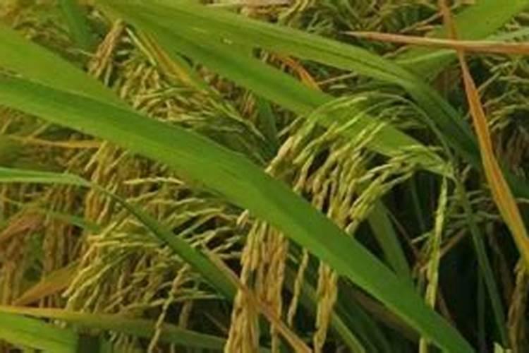 水稻施肥过量了,应该怎么办呢？