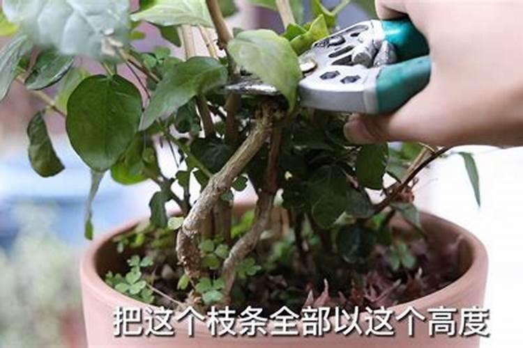 茉莉花怎样过冬最好