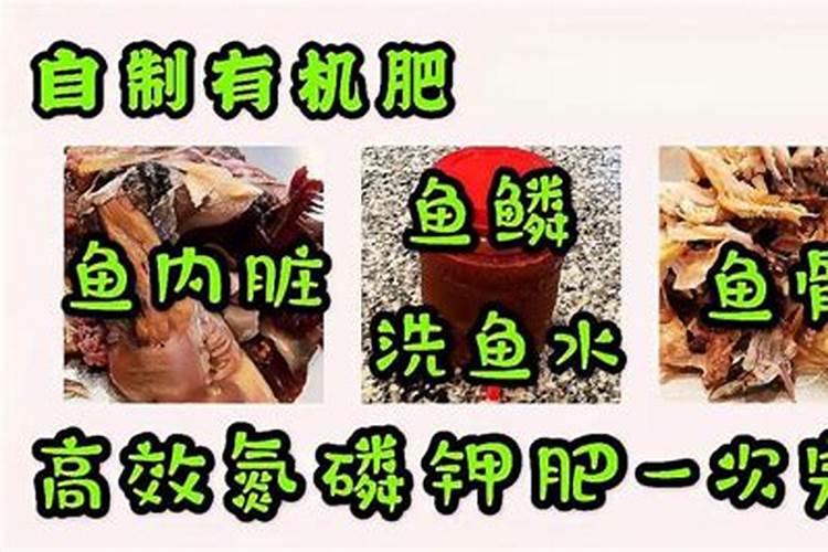 自制氨基酸水溶肥如何使用