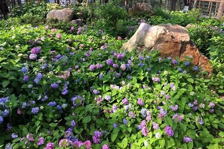 绣球花蔫了怎么办？总结了4个原因,教你判断技巧和解决方法