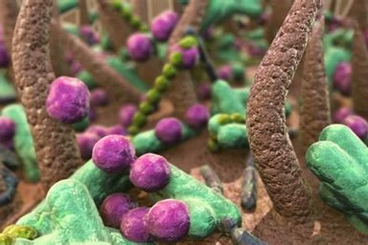 蔬菜浇什么肥料最好