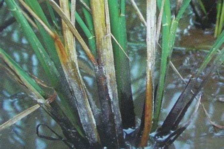 芸苔素内酯在水稻苗床上怎么应用？