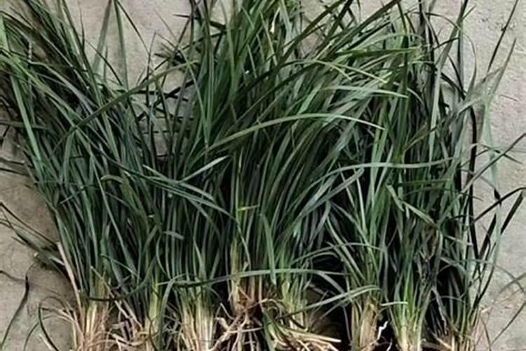 裸根草莓苗要缓苗几天 裸根草莓苗缓苗后怎么管理