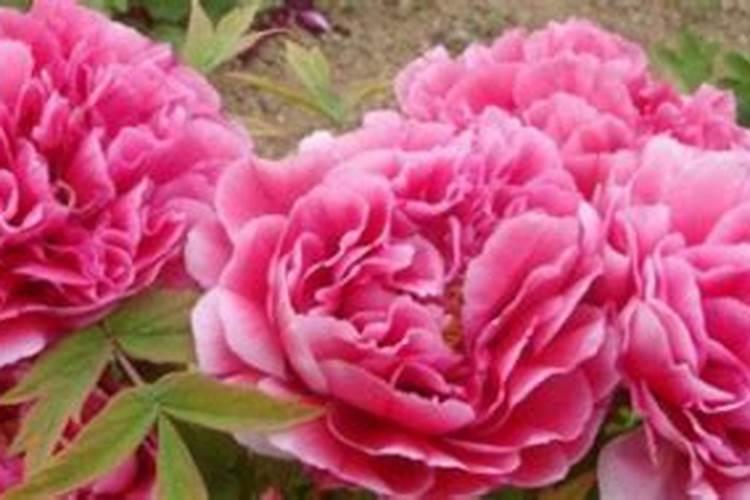 地栽牡丹施肥时间和方法是怎么样的？