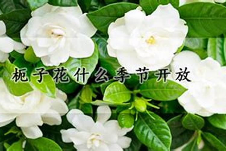 栀子花施肥方法,用什么肥好