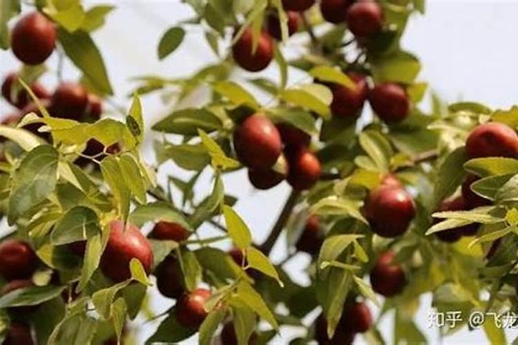 请问老师生长期枣树肥水管理？