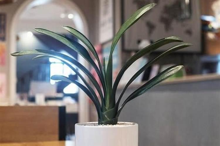 君子兰能浇硫酸亚铁吗