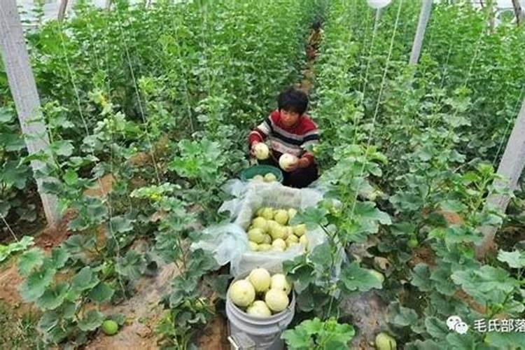 甜瓜打叶面肥的时期和叶面肥的选择有什么要点？