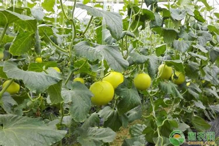 甜瓜可以喷磷酸二氢钾吗？