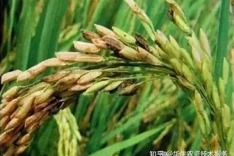 水稻用亚磷酸钾好还是磷酸二氢钾好