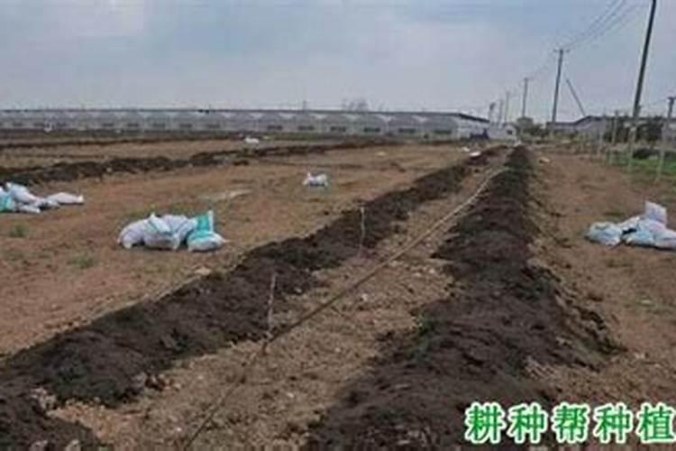 葡萄施肥距离根部多远,施肥的位置和深度