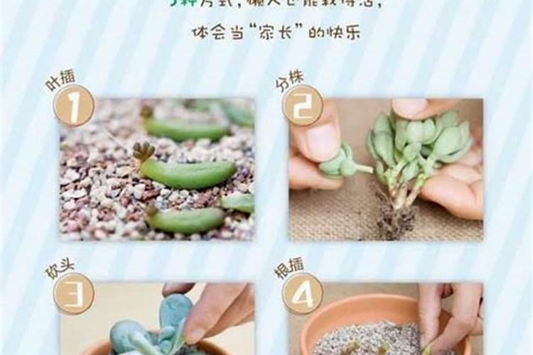 多肉怎么浇水才是正确的