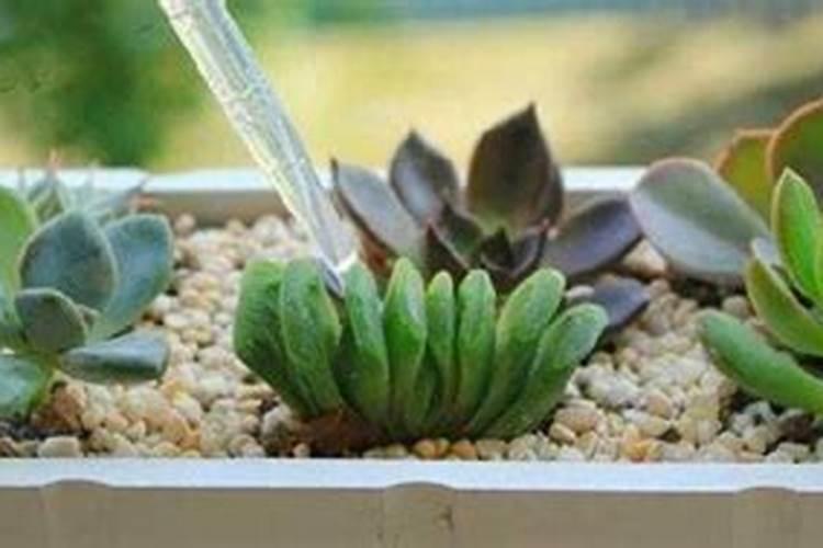 养多肉怎样使用水溶肥