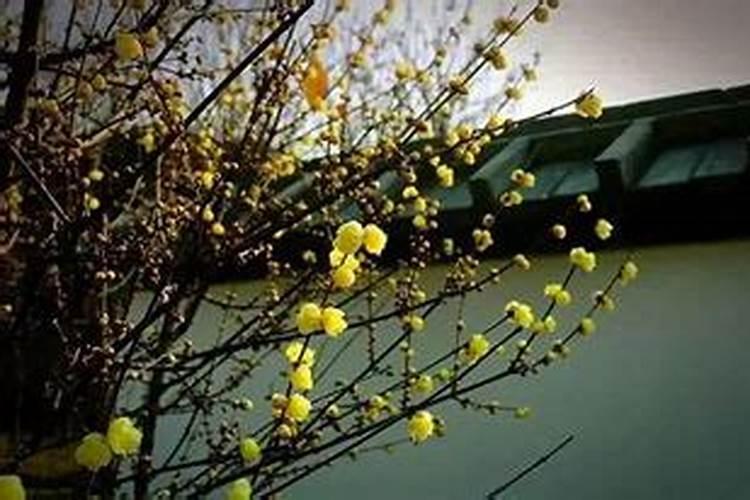 腊梅树叶子发黄干枯怎么办(叶子干枯最好的补救办法)