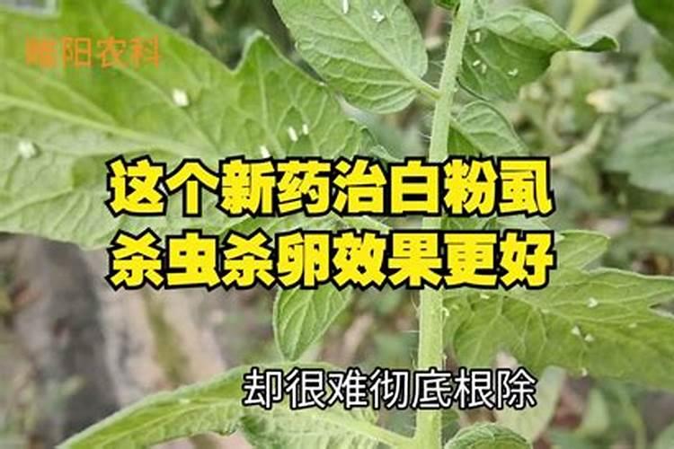 消灭白粉虱最好的方法
