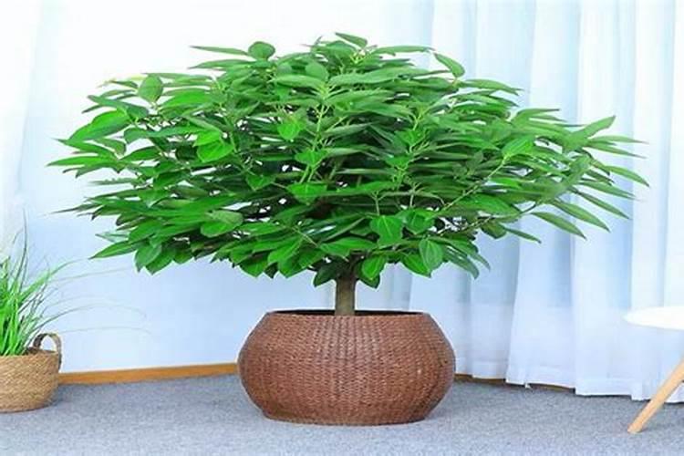 家庭养植盆花如何浇水,怎样给盆花浇水