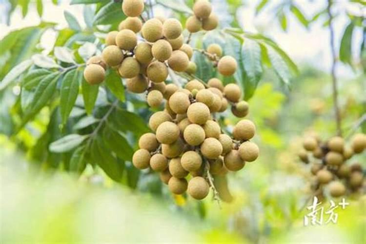 桂圆树采果后怎么施肥 施加什么肥料好