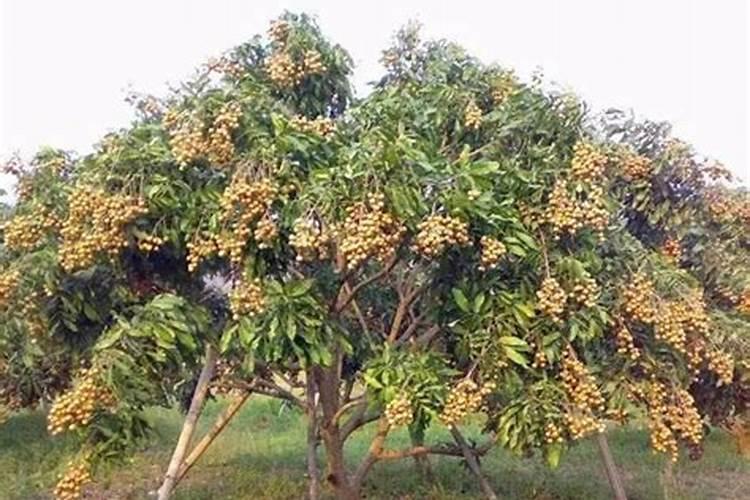 龙眼喜欢什么肥料？施肥时有哪些注意事项？