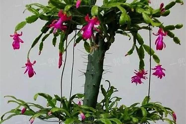 蟹爪兰嫁接后夏天怎么养护