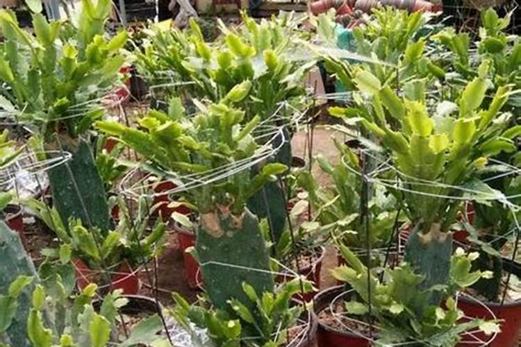 叶仙嫁接的蟹爪兰夏天怎么养护(嫁接蟹爪兰养护管理方法)