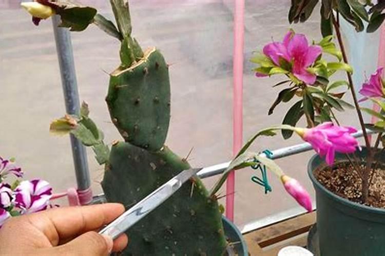 仙人掌嫁接蟹爪兰花期施肥吗