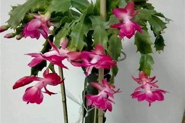 蟹爪兰开花时能施肥吗