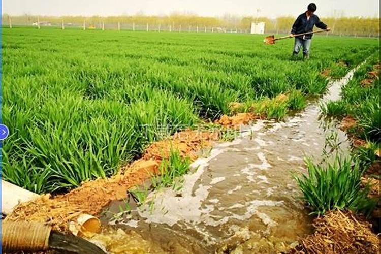 怎样利用沼液喷施水稻、小麦？