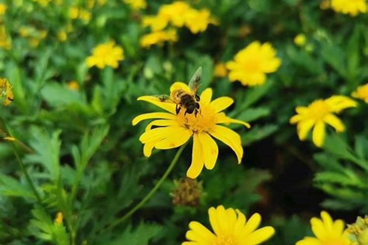 春季兰花怎样养殖好？