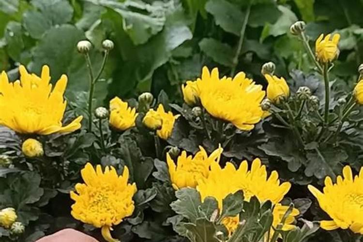 植物叶子的作用有哪些？发黄是什么原因？