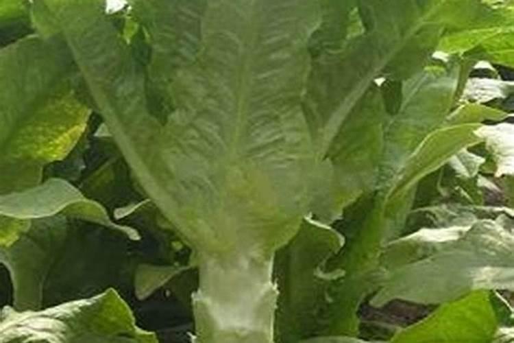 种植莴苣须知,哪些化肥有利于蔬菜长茎干呢？
