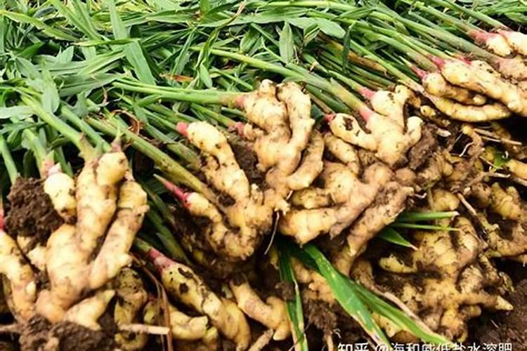 什么是沙漠胶水