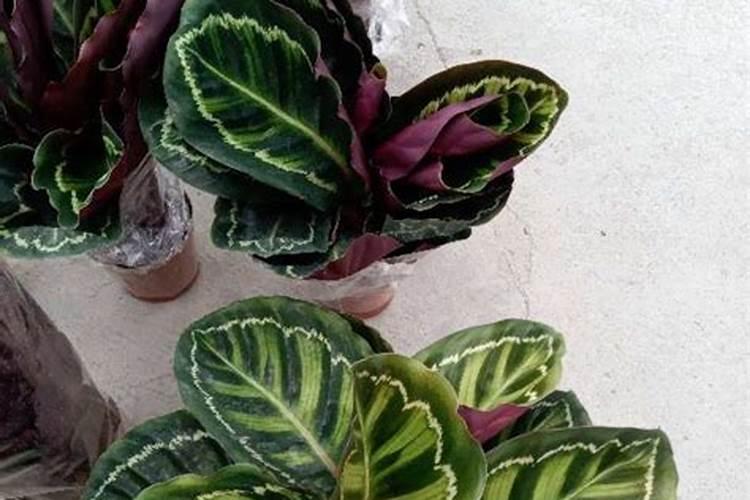 芝麻追肥用什么肥料 什么时间施更合适