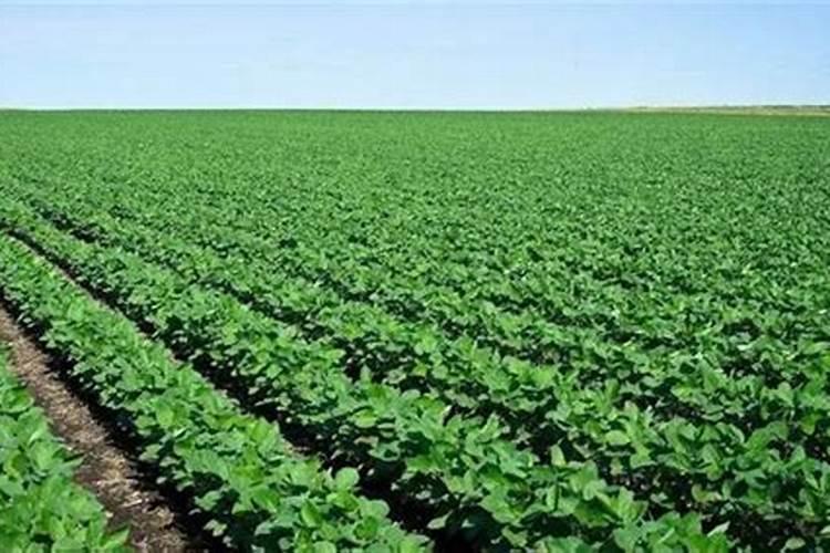 一亩大豆需要施多少化肥