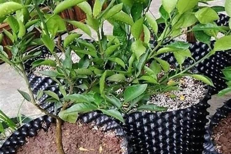 天气冷了,如何防冻才使桔子不落叶(只有一棵,在园子里)？