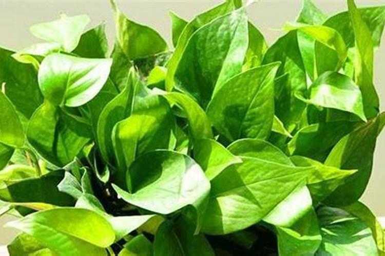 水培绿萝用什么肥料