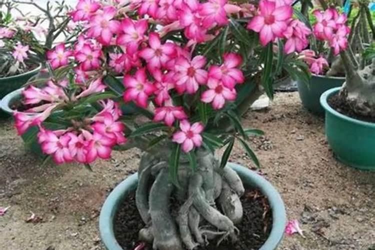 小孩上火别着急,食疗降火有妙招!