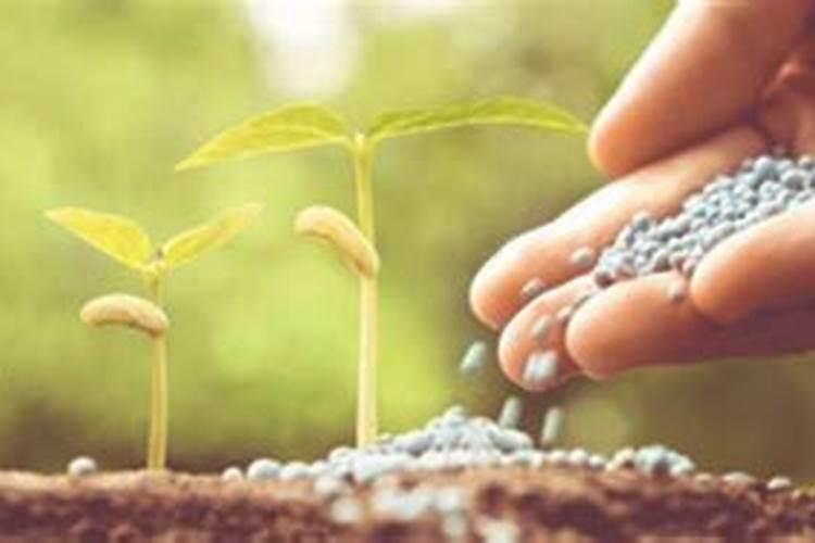 如何使蔬菜远离肥料污染