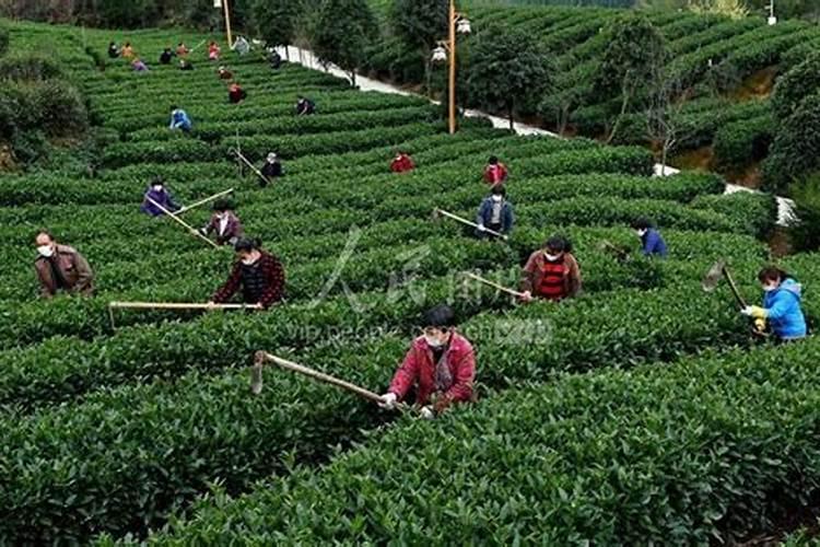 茶园冬肥什么时候施肥？