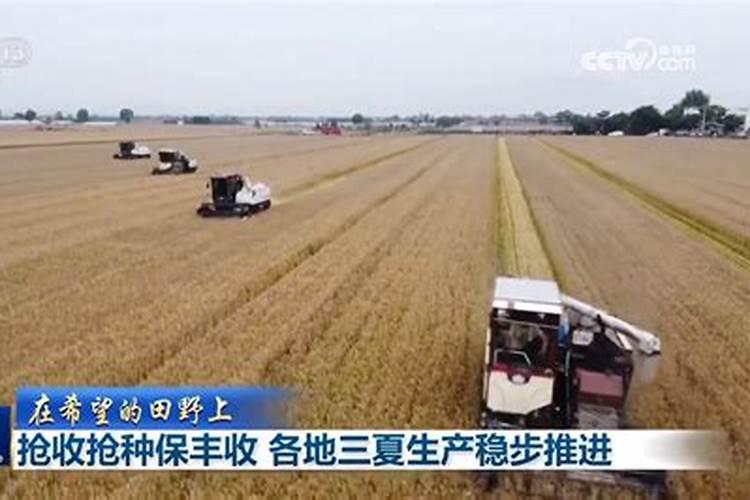 三夏指的是什么