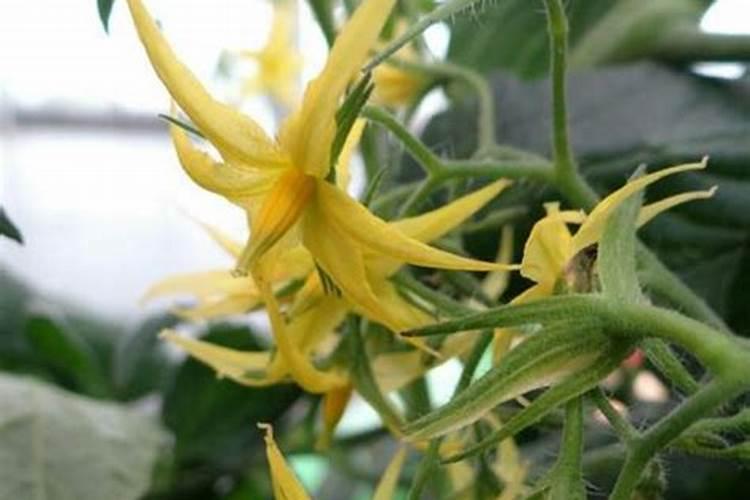 西红柿开花期如何施肥