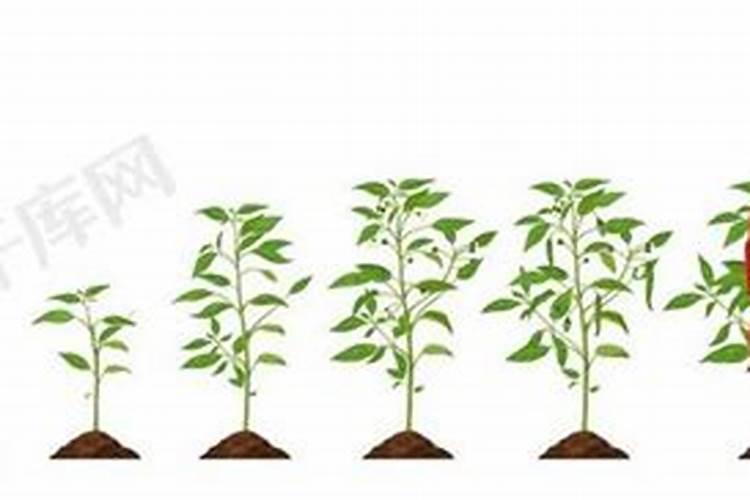 辣椒高产施肥的正确方法(辣样施肥有哪些规律和技巧)