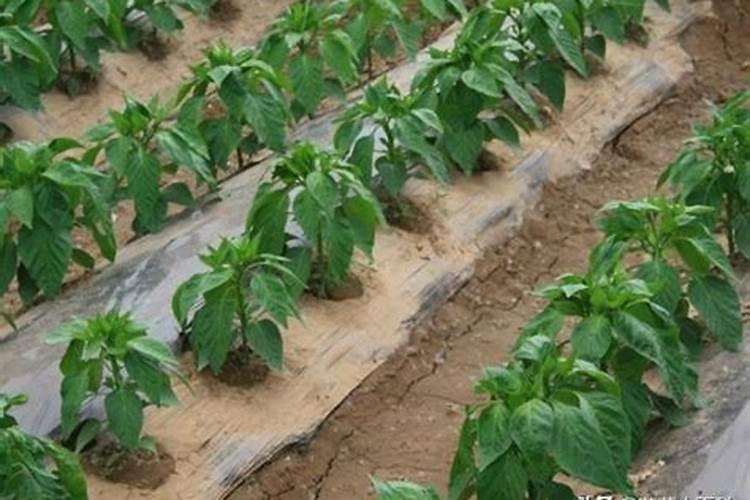 辣椒彭果用什么化肥