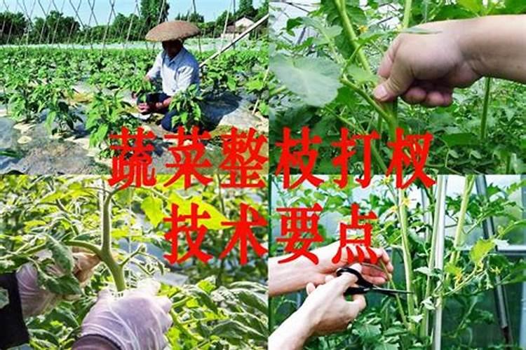 瓜果蔬菜施肥时间和方法 瓜果蔬菜施肥时间和方法是什么