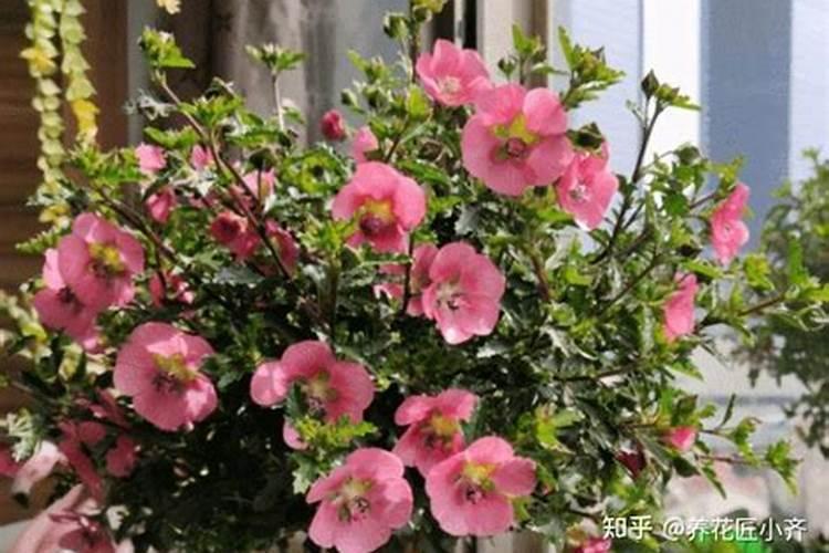 巴斯夫望秋氨基酸水溶肥可以打花吗